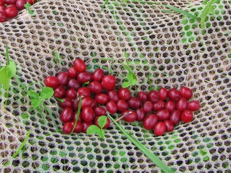 Dirndlernte mit Netz