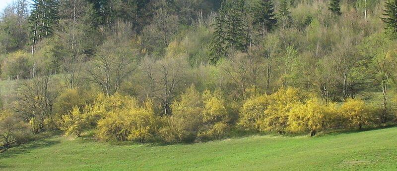 Datei:KL blühende Dirndlzeiler.jpg