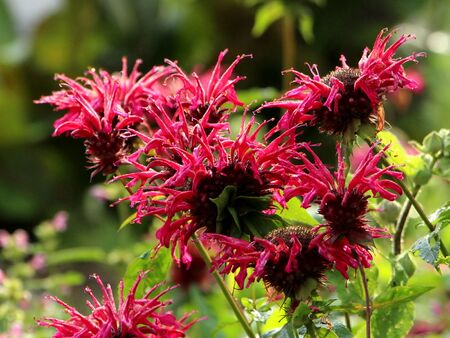 Indianernesselblüten am Morgen