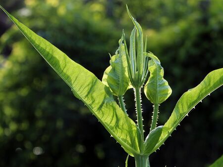 Karde: Triebspitze im Juni
