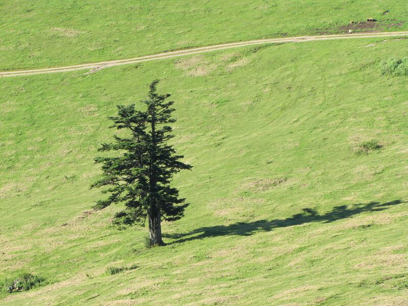 Datei:EST Solitärtanne in Alm.jpg