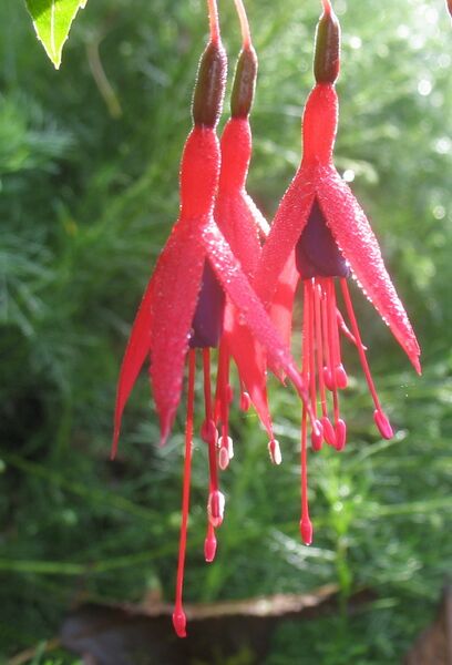 Datei:SG Hängende Fuchsien.jpg