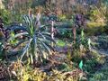 Palmkraut (winterhart) im Novmber