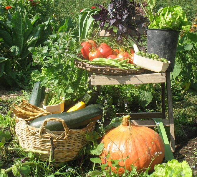 Datei:SG Steinschaler Ernte Allerlei.jpg