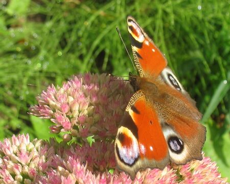 Schmetterling auf "Fetter Henne"
