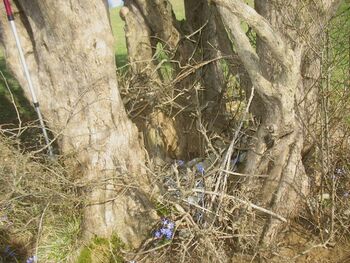 Dreifaltigkeitsdirndl Stamm