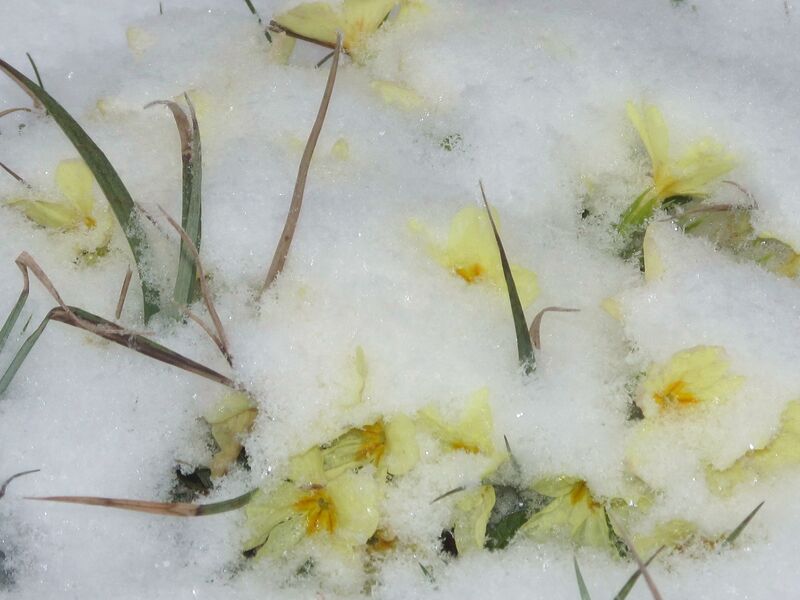 Datei:EST Frühingsboten Schnee2.jpg