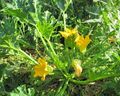 Zucchini mit Blüten