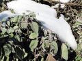 Salbei im Winter