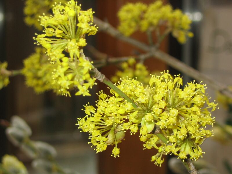 Datei:Dirndlblüten 3.JPG