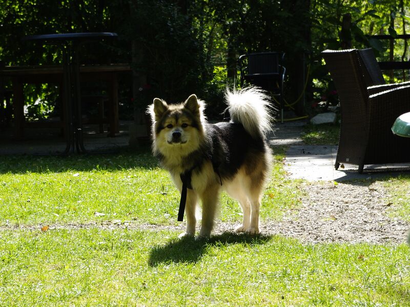 Datei:Merlin (5).JPG