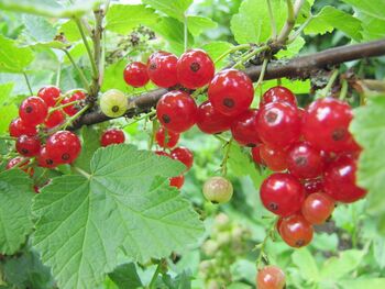 Rote Ribisel vor Ernte