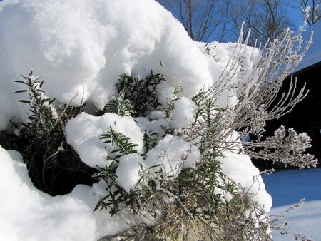 Würzkräuter im Winter - Kräuterdamm