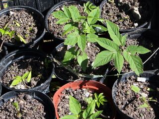 getopfter Giersch - eine Naturgarten-"Anwendung"