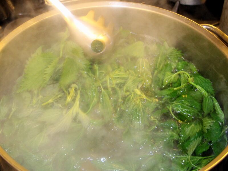 Datei:SK Blanchieren Brennnessel.jpg