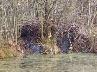 Biberburg auf Insel im Steinschaler Teich