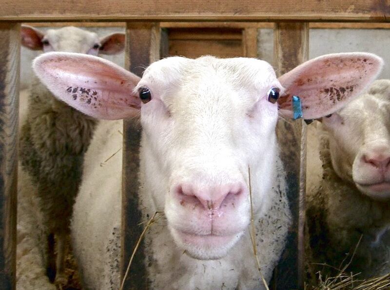 Datei:Schaf neugierig.jpg