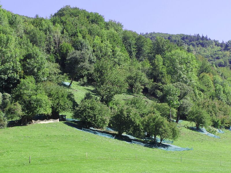 Datei:Dirndlernte Suppan.jpg