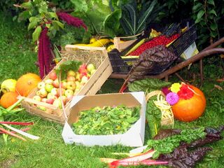 Ernte im Produktionsgarten