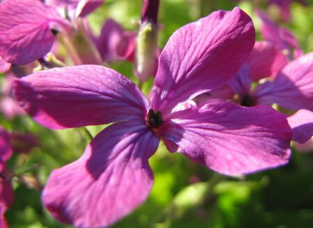 Silberblatt - Nachtviole