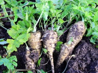 Frisch geernteter Bio-Pastinak