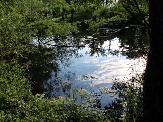 Teich im Produktionsgarten