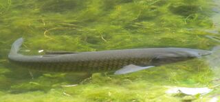 Amur im Steinschaler Teich