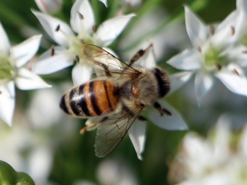 Datei:SG Knolauchblüte Wildbiene.JPG