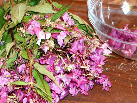 nützliches Springkraut für Verarbeitung