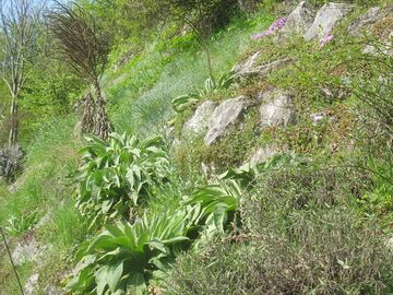 Steinschalerhof: Steinmauer mit Königskerzen