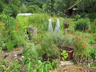 Produktionsgarten im Juli