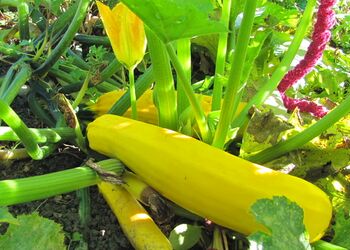 Zucchini für Chutneys