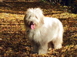 Paula im Herbst-Laub