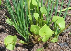 Winterportulak und Schnittlauch