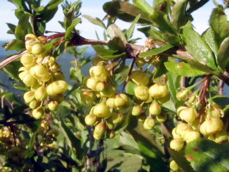 Datei:EST Berberitzenblüte4.jpg