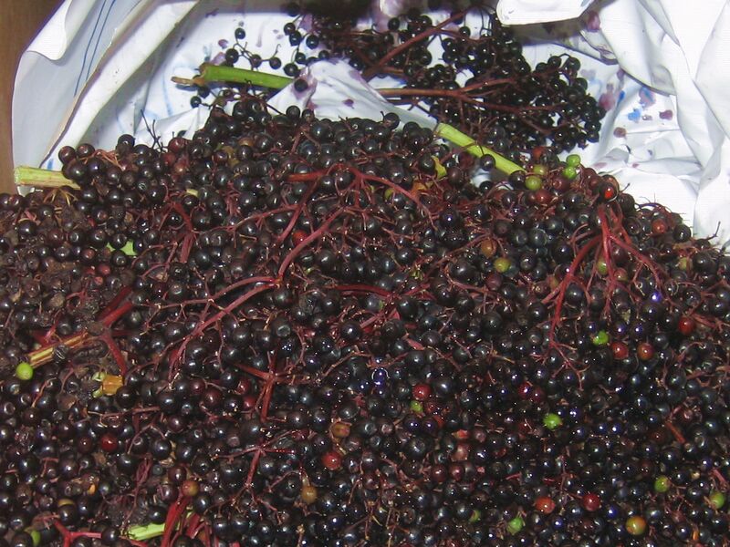 Datei:HOller ungerebelt.jpg