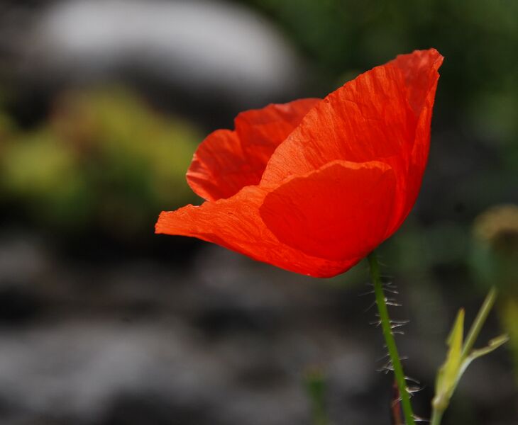 Datei:Mohn Kalteis.jpg