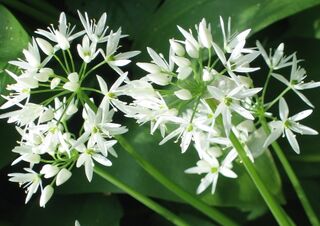 köstliche Bärlauchblüte