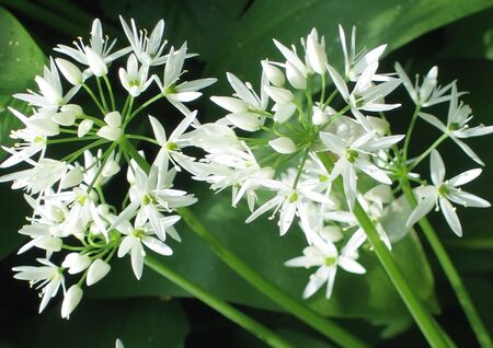 köstliche Bärlauchblüte