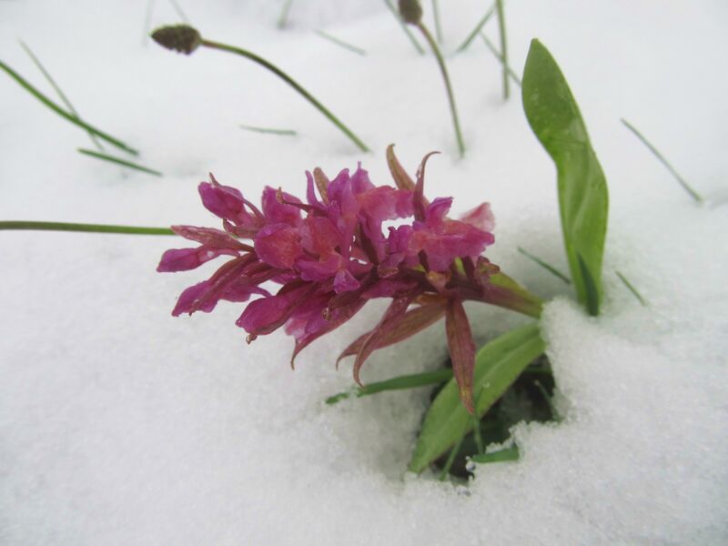 Datei:ÈST Orchidee i Schnee1.jpg
