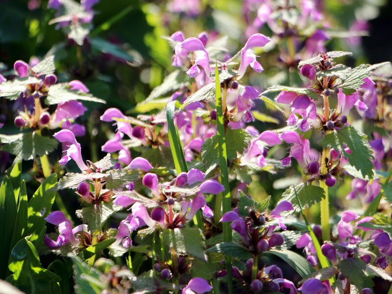 Datei:SG Taubnesselnblüten.jpg