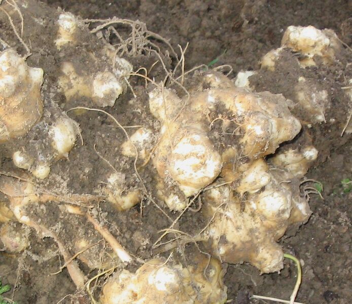 Datei:SG Topinampur Ernte1.jpg