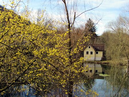 Dirndlblüte im Februar - eigentlich eine Kuriosität der Natur