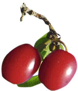 Dirndln: besonders in der Steinschaler Küche