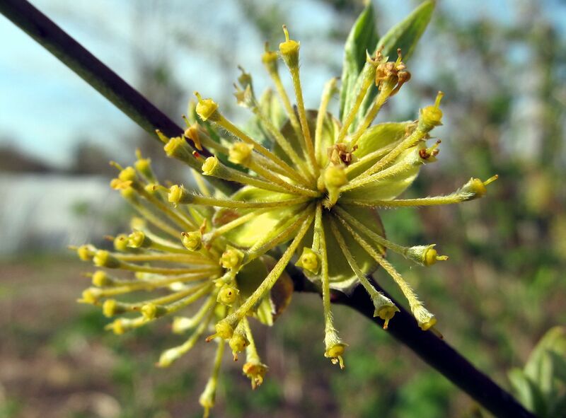 Datei:SG-verblühte Dirndl.jpg