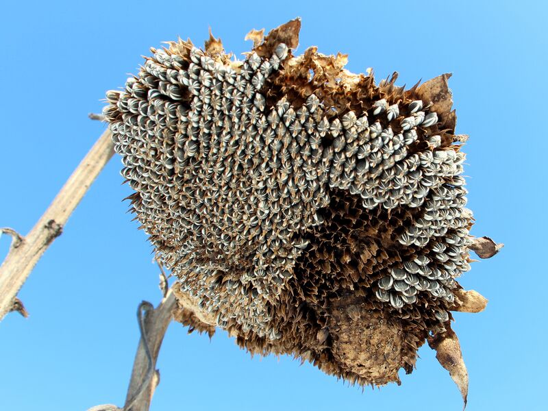 Datei:SG Sonnenblume Winter.jpg