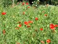 Wilder Klatsch-Mohn im Naturgarten