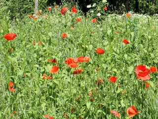 Wilder Klatsch-Mohn im Naturgarten