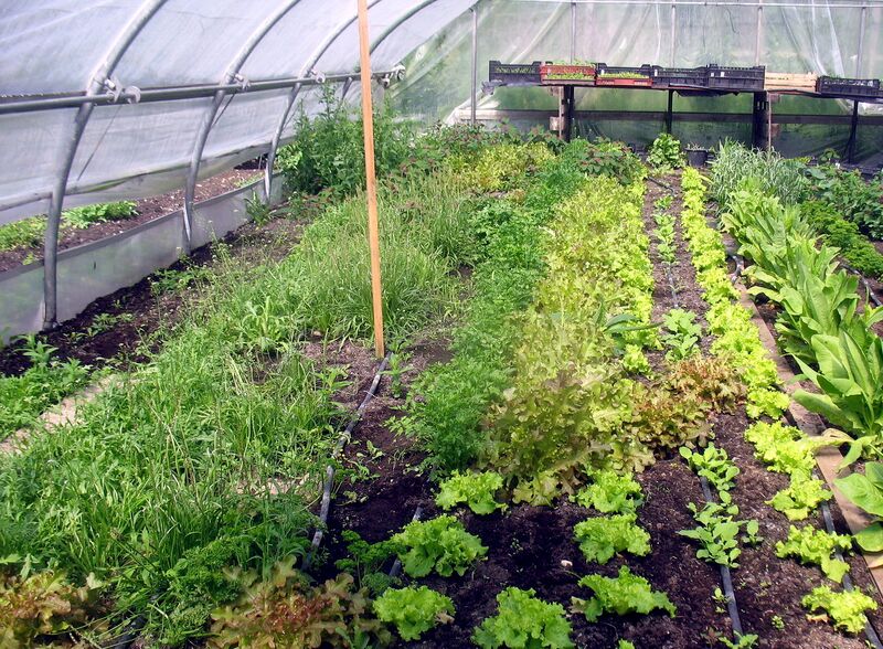 Datei:SG Folientunnel Jungpflanzen.jpg