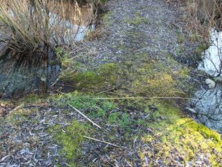 Biberwechsel zwischen den Teichen